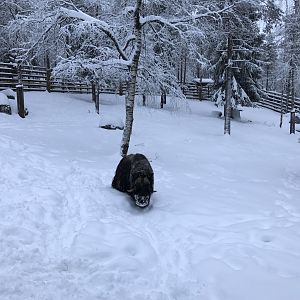 Ranua Zoo - 25th December 2016