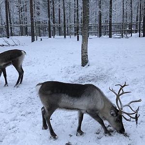 Ranua Zoo - 25th December 2016