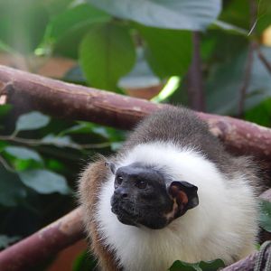 Pied Tamarin