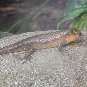 Eutropis multifasciata