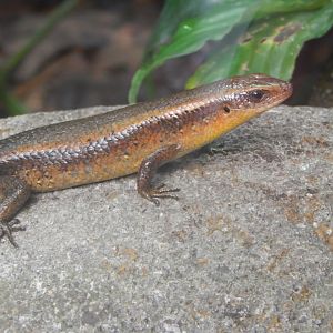 Eutropis multifasciata