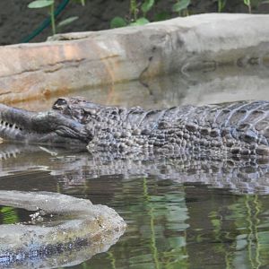 Sunda Gharial