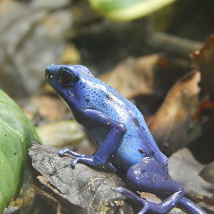 Blue Poison Arrow Frog
