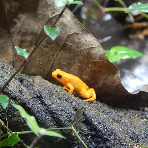 Golden Mantella