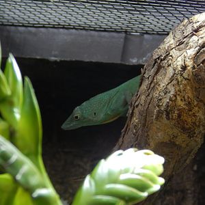 Jamaican Anole