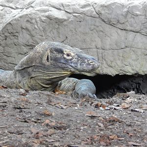 Komodo Dragon