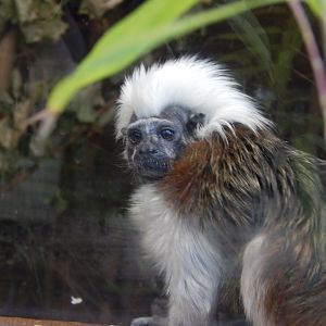 Cotton-top Tamarin