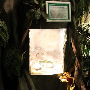 Enclosure Oriental fire-bellied toad