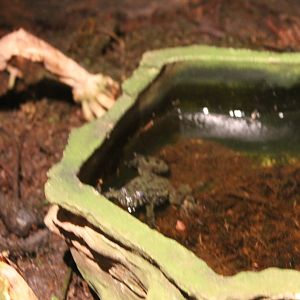 Oriental fire-bellied toad