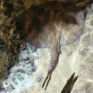 Vermiculate river stingray