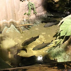 Red-bellied pacus and arowanna