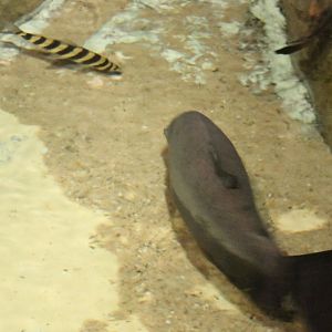 Leporinus fasciatus and Red-bellied pacu