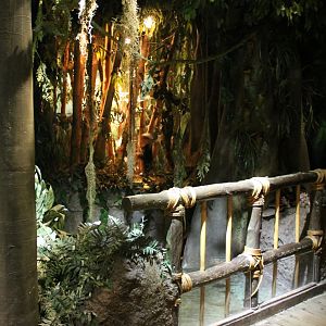 Bridge in Jungle area