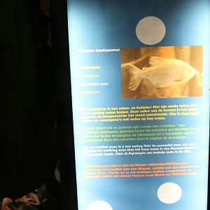 Sign Red-bellied pacu