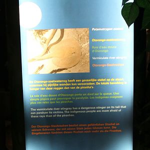 Sign Vermiculate river stingray