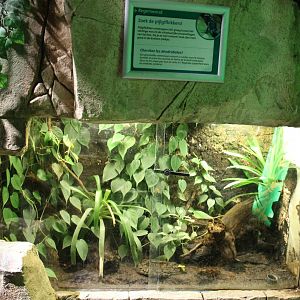 Enclosure Dart frog
