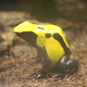 Dendrobates tinctorius citronella