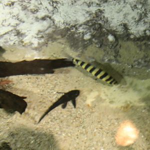 Leporinus fasciatus and Ripsaw catfish