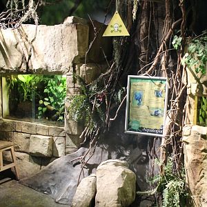 Enclosures Dart frogs