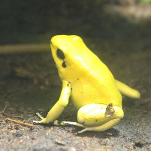 Dendrobates terribilis