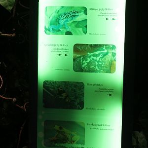 Dart frog Signs