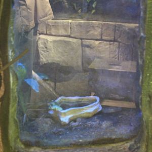 Red-eyed tree frog Enclosure