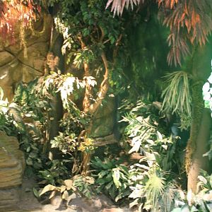Deco in the Jungle-area