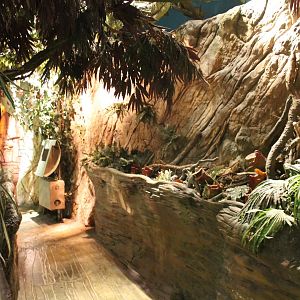 Path-way in the Jungle-area