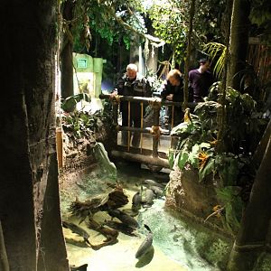 View in the Jungle-area