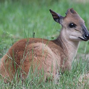 Natal red duiker
