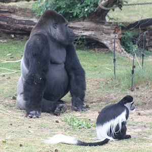 Gorilla and Colobus