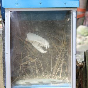 Otter-skull
