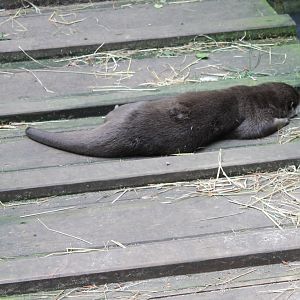 Asian small-clawed otter