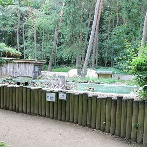 Whooper swan-enclosure