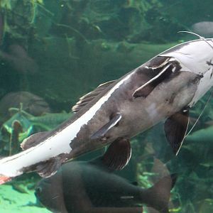 Red-tailed catfish