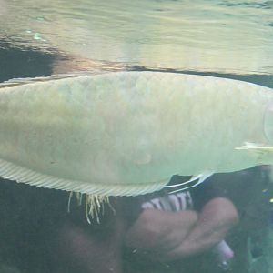 Arapaima