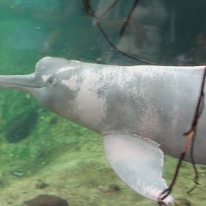 Orinoco river dolphin