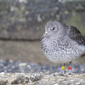 Rock sandpiper
