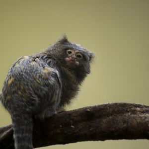 Pygmy Marmoset X Geoffroy's Marmoset