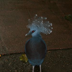 Crowned pigeon