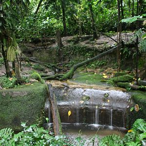 Asain small-clawed otter enclosure