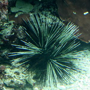 Sea urchin
