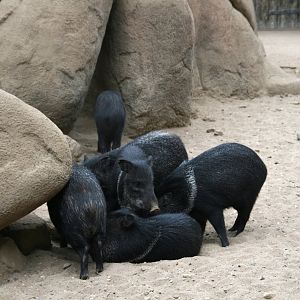 Collard peccarys