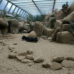 Collard peccary enclosure