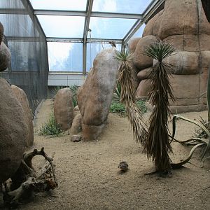 Burrowing owl and Roadrunner enclosure