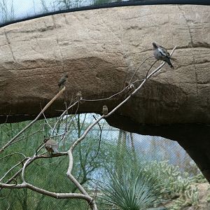 diffrent desert bird species