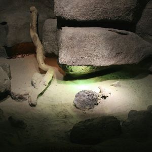 Gila monster enclosure