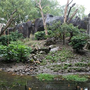 South American coati enclosure