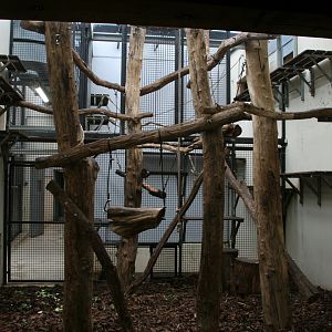 Pig-tailed macaque indoor enclosure
