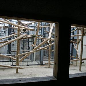 Spectacled leaf monkey indoor enclosure